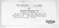 Arthuriomyces peckianus image